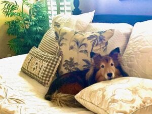 Sheltie lying on the bed amongst the palm tree pillows