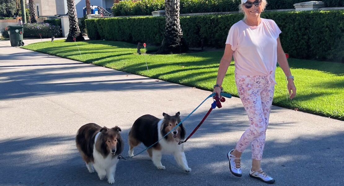 Woman walking two Sheltie dogs.