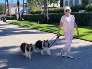 Woman walking two Sheltie dogs.