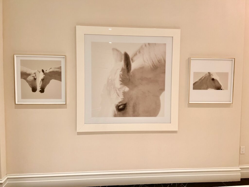 Three phots of white horses grouped together.