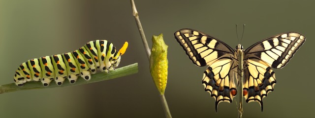 Transformation of the common monarch butterfly emerging from a cocoon.