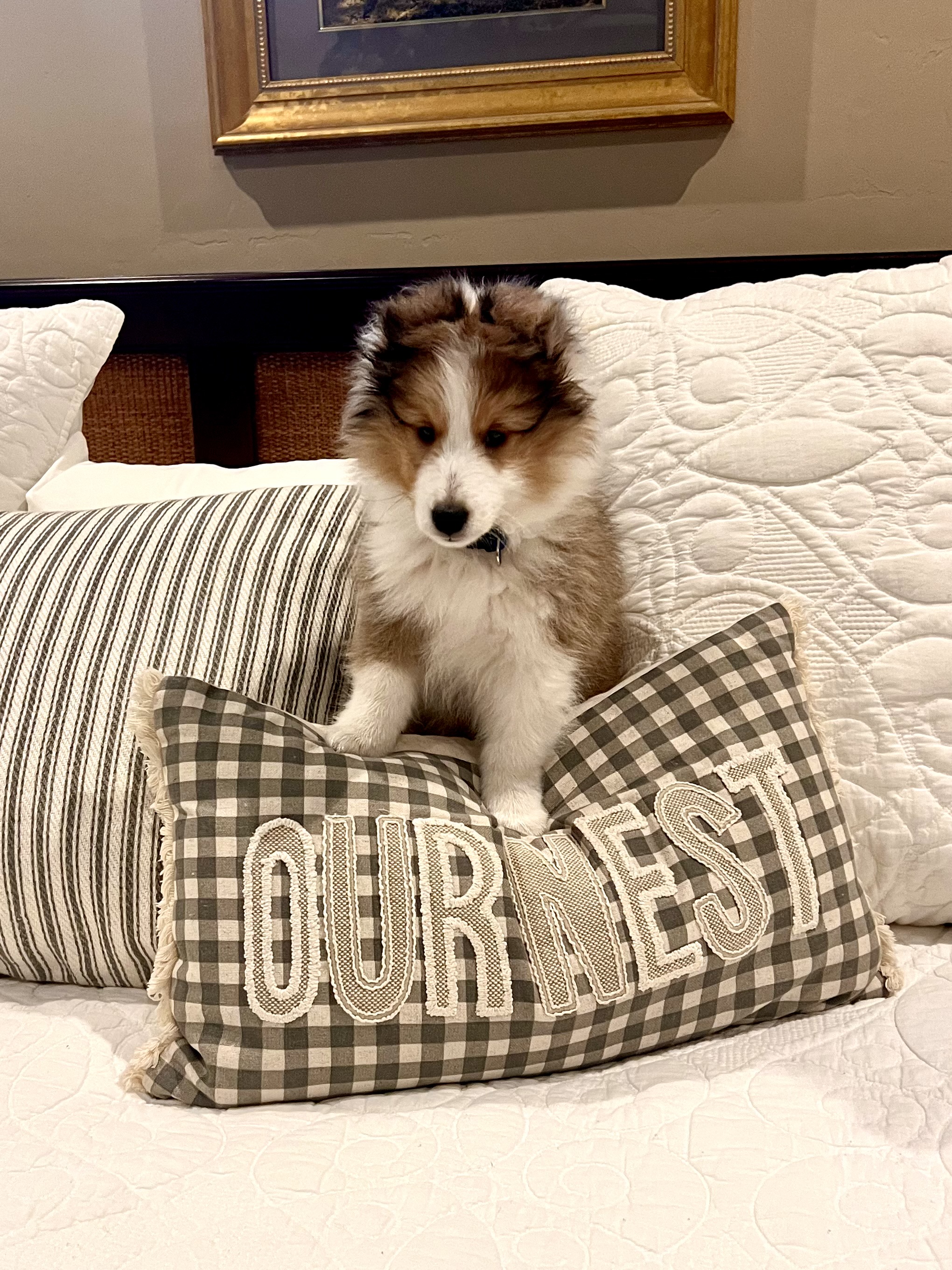 A Sheltie puppy on a bed with a pillow stating Our Nest