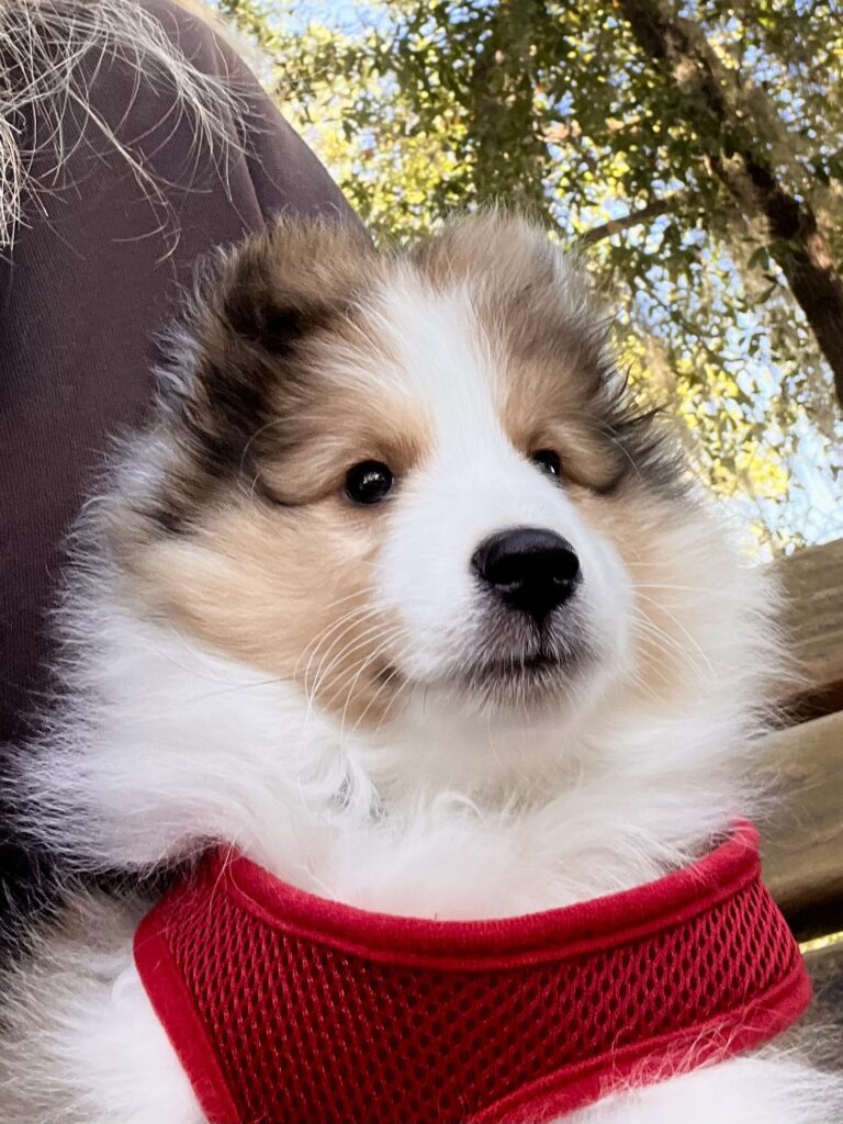 Sheltie puppy with a red harness.