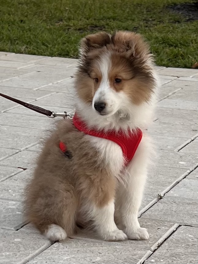 A three month old Sheltie puppy sitting at attention and wearing a red harness and leash.
