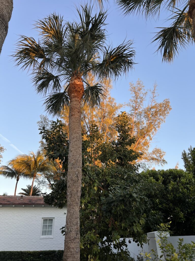 Winter trees in South Florida.