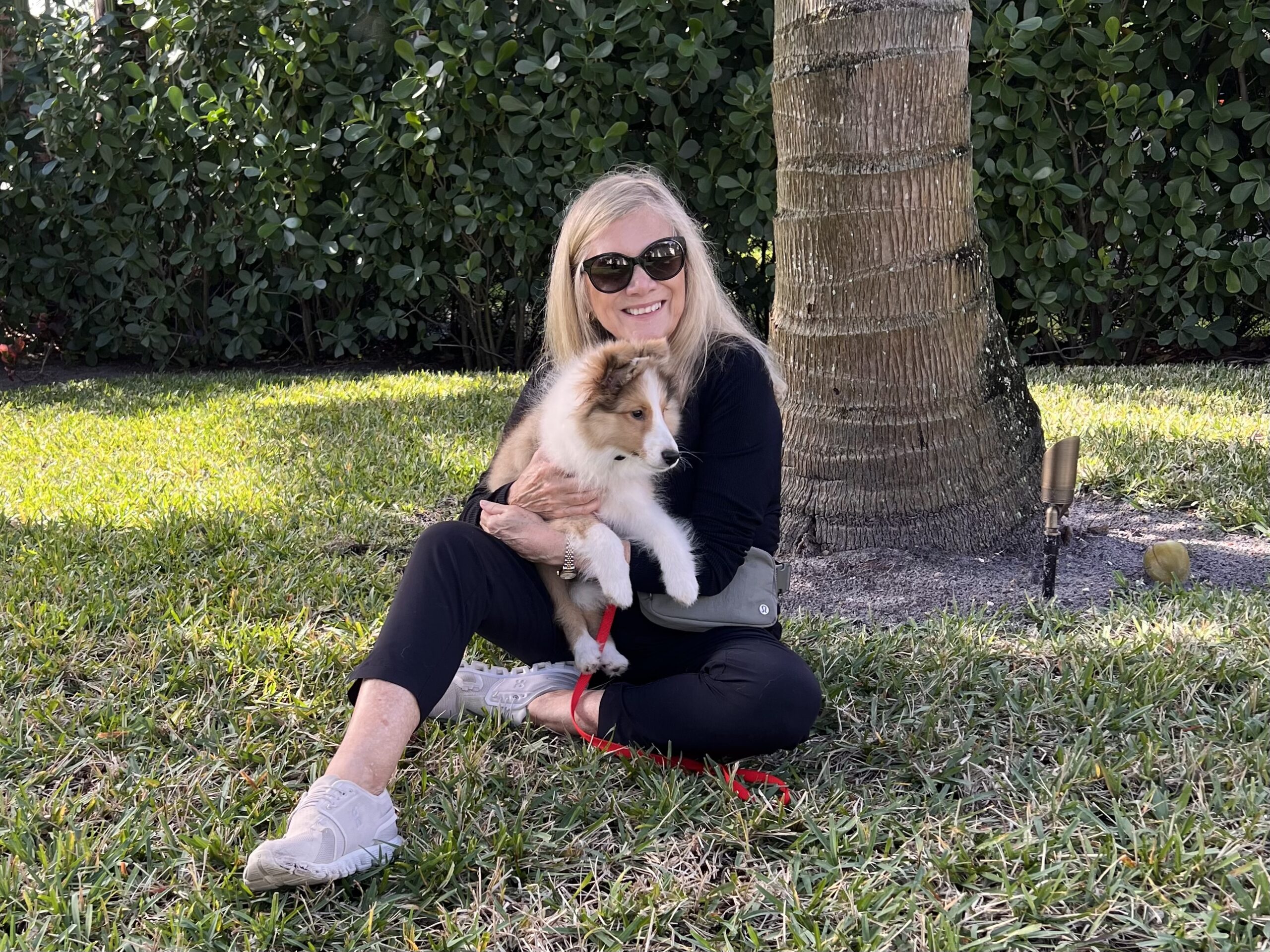 Blonde woman is sitting on the lawn holding a Sheltie puppy.